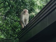 -黔灵山公园