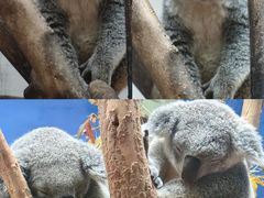 -广州长隆野生动物世界
