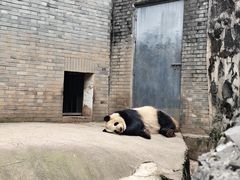 -都江堰中华大熊猫苑