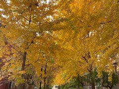 -三里屯东五街银杏大道