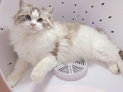 -萌兽医馆·眼科·异宠专科(三里屯店)
