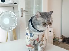 -楼上猫咖(罗湖店)
