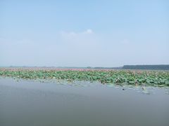 -微山湖红荷湿地景区