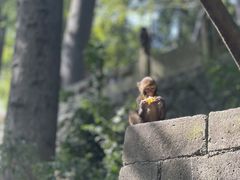 -黔灵山公园