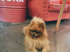 -百好乐宠物友好餐厅(朝外大街店)