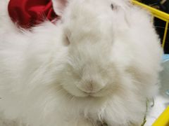 -猫色咖啡·猫咖