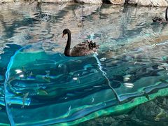 -上海海洋水族馆