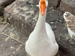 -大小河街