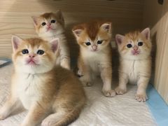 -十年猫舍·猫咪专门店(普陀店)