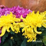 梅兰竹菊诗情画意——清风园（菊花盛开中）