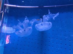 -厦门海底世界