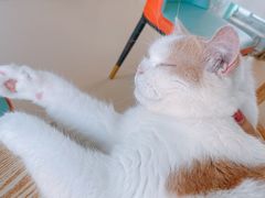 -猫在这儿猫咪咖啡馆·撸猫馆