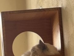 -藏猫猫咖啡主题馆(中央大道店)