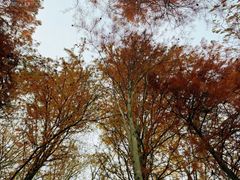 -上海海湾国家森林公园