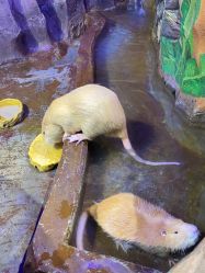 -奇幻萌宠部落(映月湖环宇城店)