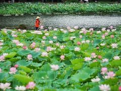 -荔湾湖公园