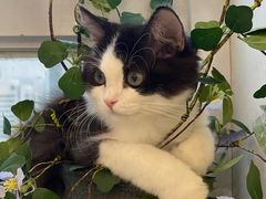 -共舞时光猫咖·狗咖(新街口店)