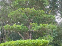 -深圳国际园林花卉博览园