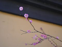-慧因高丽寺
