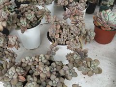 -金科花卉市场