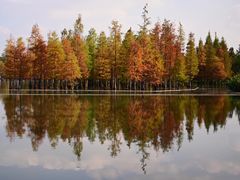 -白鹭湾湿地公园