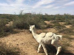 -恩格贝生态旅游区