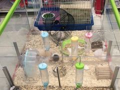 -钓仓鼠(洋桥北里小区店)