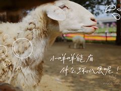 -秀丽东方