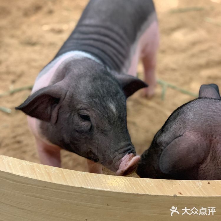 福田萌宠店｜性价比高，周末快来rua它们