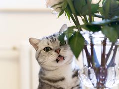 -纳吉亚猫专科动物医院博雅分院