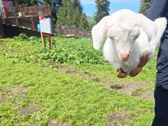 -新疆那拉提国家旅游度假区