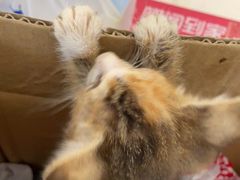 -宠颐生宠物医院·心肾内科·猫专科诊疗中心宠巢店