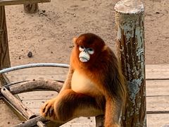 -西霞口神雕山野生动物世界