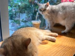 -李小姐の猫咖啡馆(五角场店)