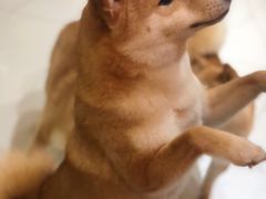 -柴源莊·柴小宠柴犬咖啡