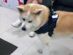 -申普宠物医院·心脏介入·心血管微创(总院)
