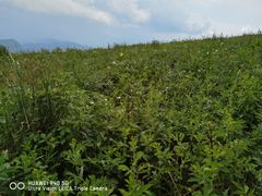-白草畔自然风景区