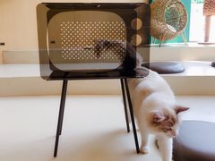 -飞行喵MR PILOT|猫舍·猫咖(静安大融城店)