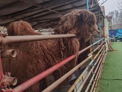 -南宫五洲植物乐园