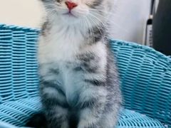 -纳吉亚猫专科动物医院博雅分院