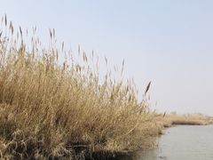 -宁波杭州湾国家湿地公园