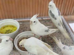 -帕帕拉兹宠物(亚洲旗舰店)