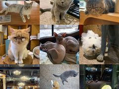 -more than meow吴止猫主题餐厅(承德 中船汇店)