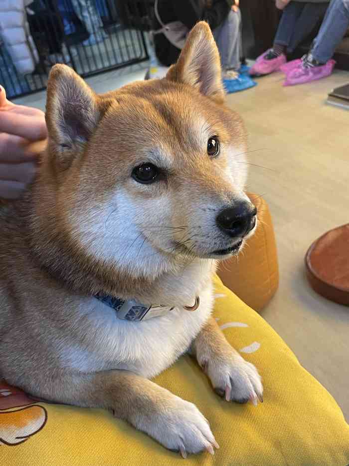 豆柴院子柴犬主题咖啡馆(鼓楼店"也是四月跟朋友约了南锣,因为太太