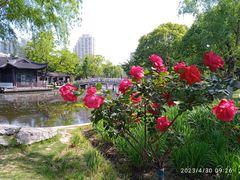 -莫愁湖公园