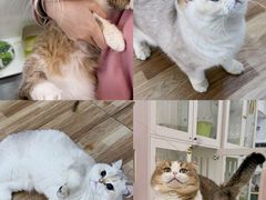 -青奢宠物·青奢猫舍