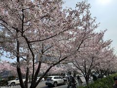 -武汉大学-樱园