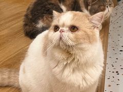 -滚猫咖啡·猫咖·猫友好撸猫(未来城店)