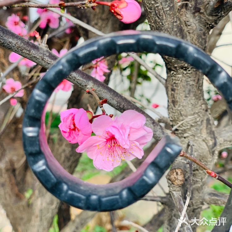 🌸春天来了，大家注意到路边的花都已经开了吗？