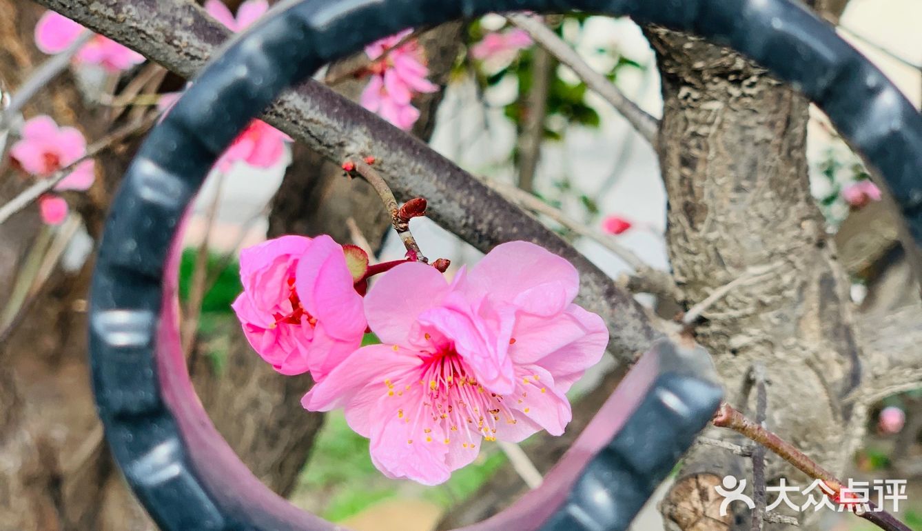 🌸春天来了，大家注意到路边的花都已经开了吗？